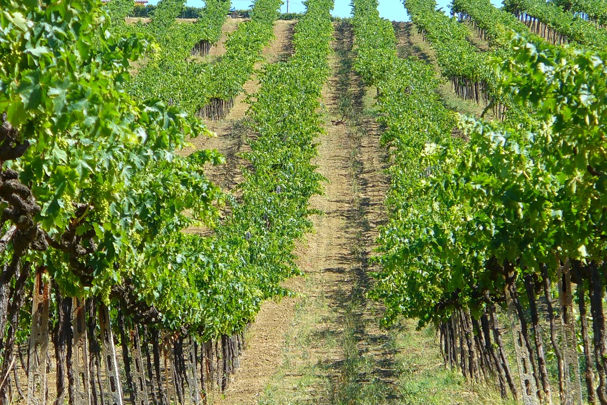 Abruzzo vineyards, Italy